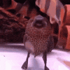 upload_2023-2-1_20-49-35.gif