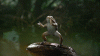 giphy-1.gif