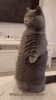 upload_2024-2-21_15-26-47.gif