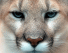 giphy (1).gif