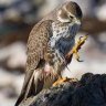 Falcons Talon