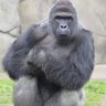 Big MAK
