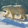 PolarBear