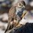 Falcons Talon